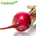 Red tropical vegetable  radish beetroot seeds